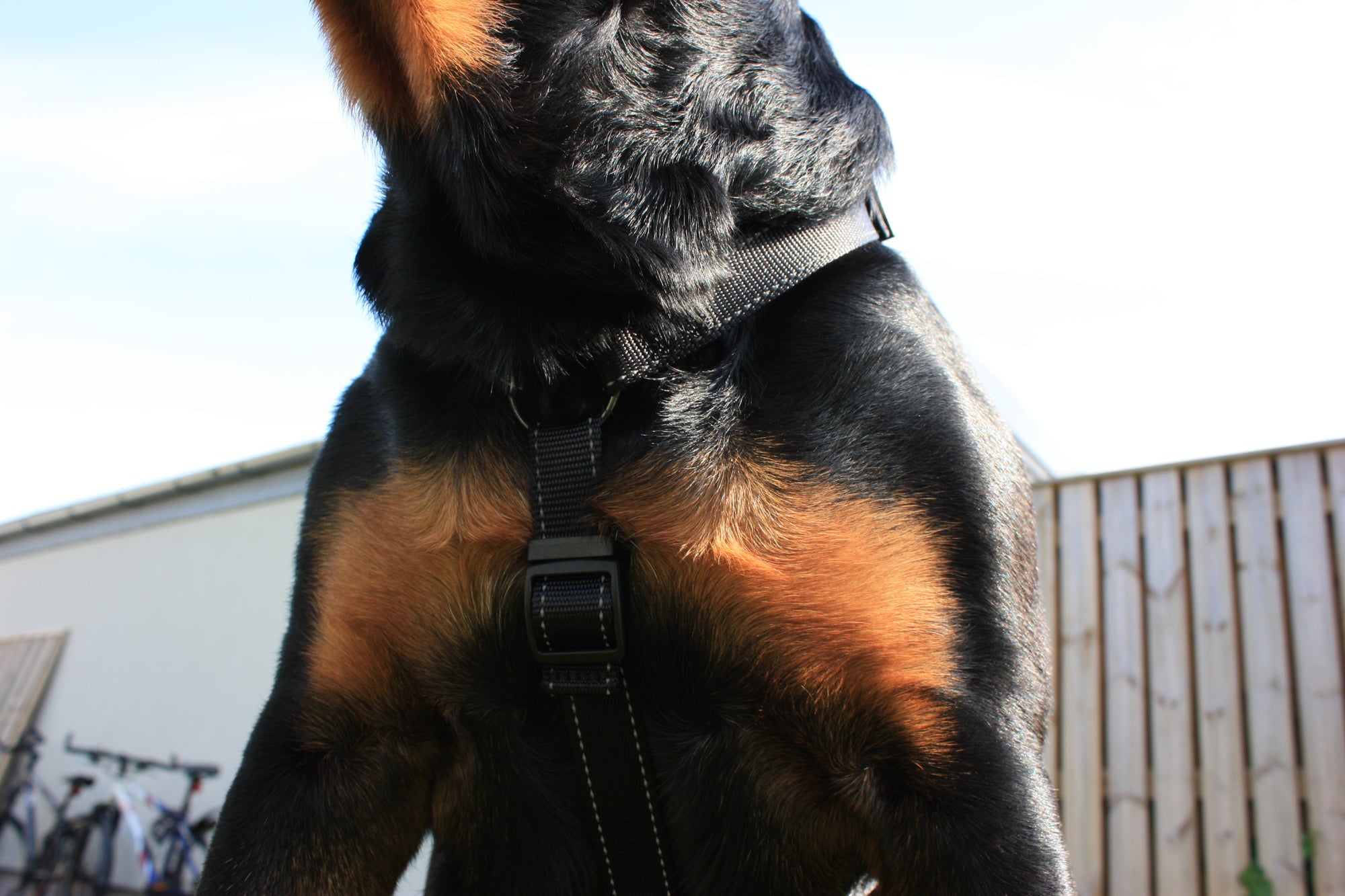 H-sele Iris – Svart (Dogman)