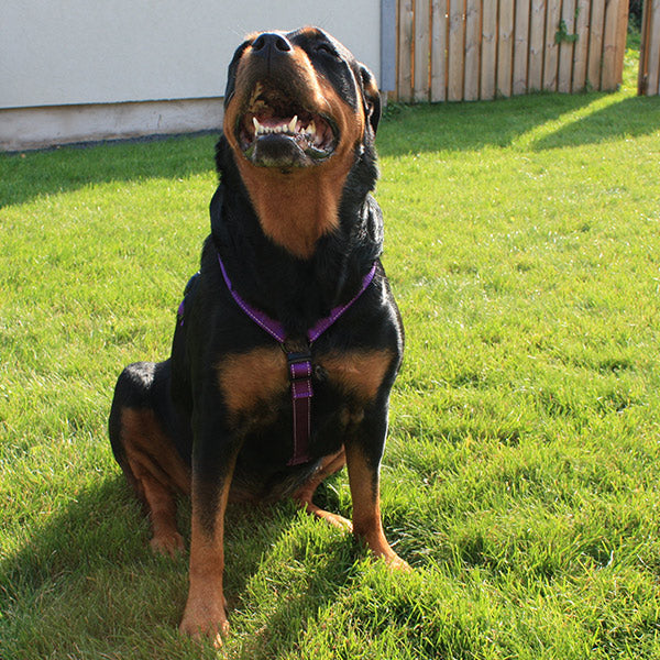 H-sele Iris – Lila (Dogman)