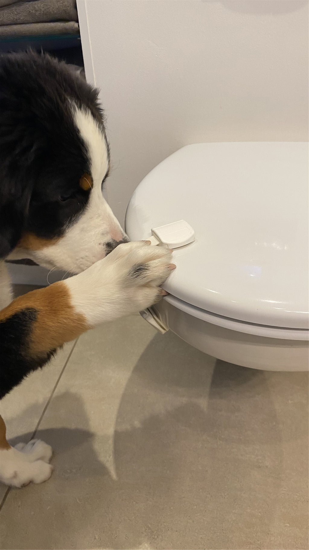 Startkit Valp (Dogman)
