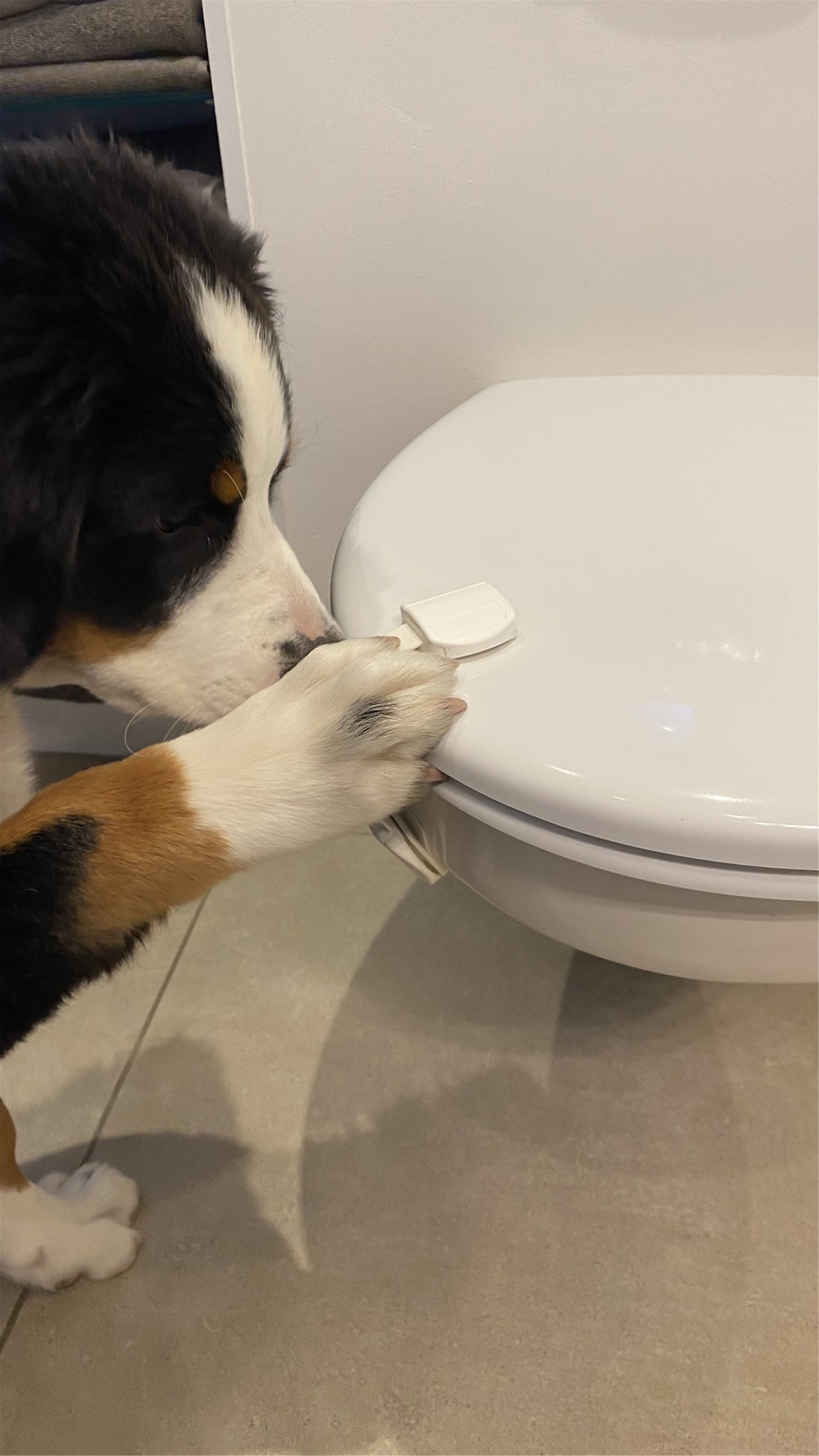 Startkit Valp (Dogman)
