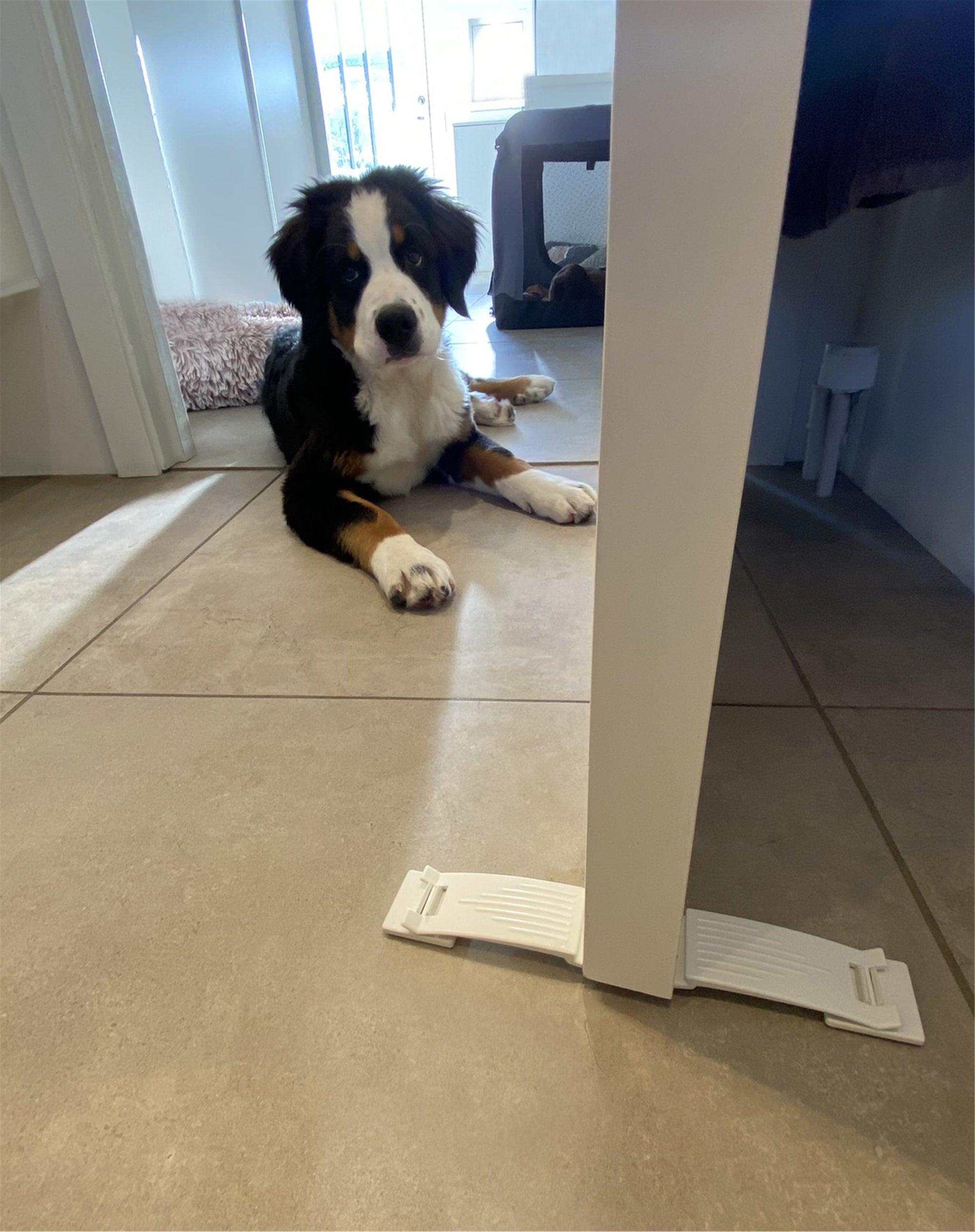 Startkit Valp (Dogman)